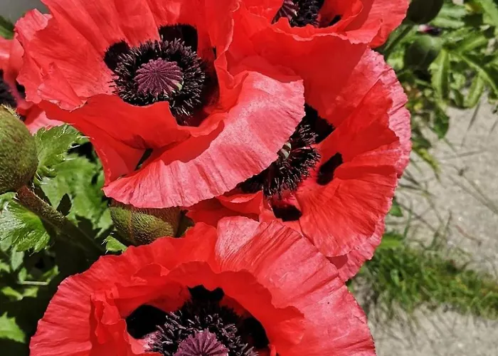 3 Bettwohnung By Interhome Appartement Sils Maria